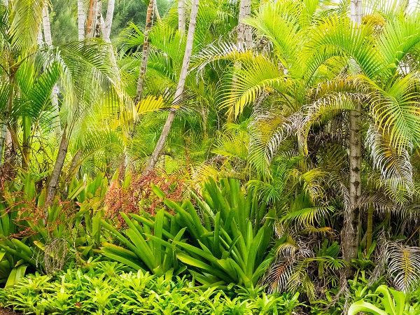 Hawaii-Maui-Hana-garden on the road to Hana with palms and bromide plants